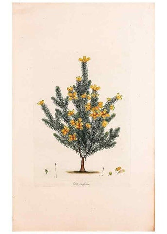 Reproducción/Reproduction 49157813302: Coloured engravings of heaths :. London :Published by the Author. Printed by T. Bensley,1802-09 [1830?]. 