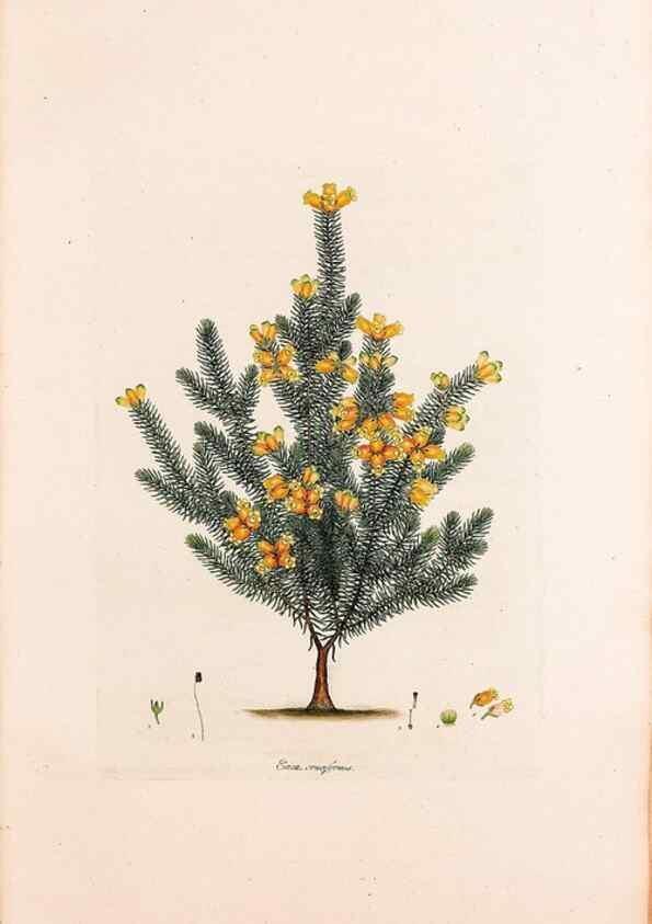 Reproducción/Reproduction 49157813302: Coloured engravings of heaths :. London :Published by the Author. Printed by T. Bensley,1802-09 [1830?]. 