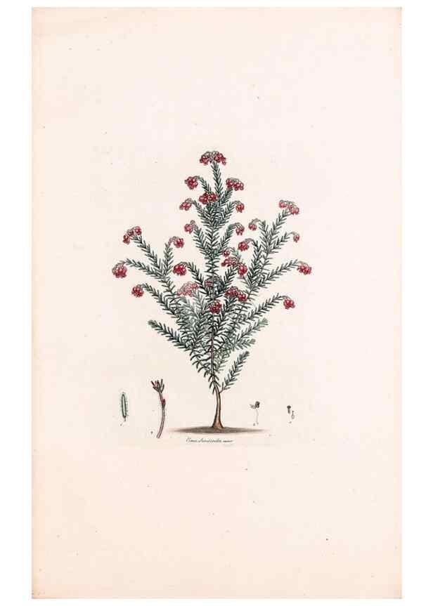Reproducción/Reproduction 49157104308: Coloured engravings of heaths :. London :Published by the Author. Printed by T. Bensley,1802-09 [1830?]. 