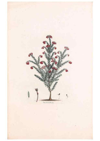 Reproducción/Reproduction 49157104308: Coloured engravings of heaths :. London :Published by the Author. Printed by T. Bensley,1802-09 [1830?]. 