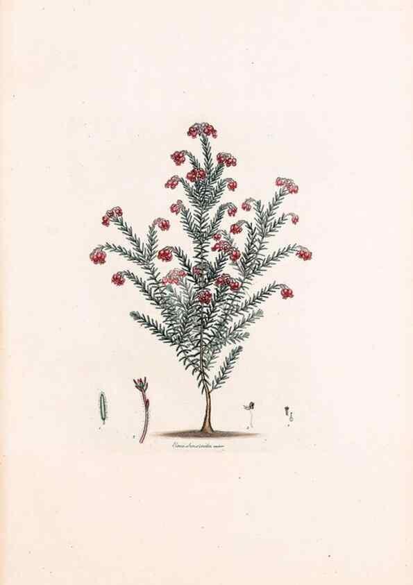 Reproducción/Reproduction 49157104308: Coloured engravings of heaths :. London :Published by the Author. Printed by T. Bensley,1802-09 [1830?]. 