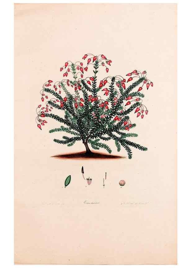 Reproducción/Reproduction 49157104618: Coloured engravings of heaths :. London :Published by the Author. Printed by T. Bensley,1802-09 [1830?]. 