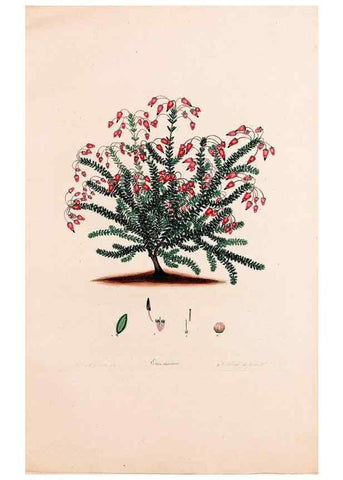 Reproducción/Reproduction 49157104618: Coloured engravings of heaths :. London :Published by the Author. Printed by T. Bensley,1802-09 [1830?]. 