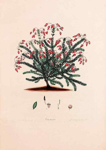 Reproducción/Reproduction 49157104618: Coloured engravings of heaths :. London :Published by the Author. Printed by T. Bensley,1802-09 [1830?]. 