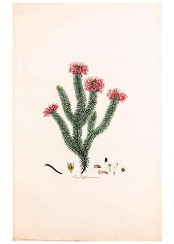 Reproducción/Reproduction 49157594086: Coloured engravings of heaths :. London :Published by the Author. Printed by T. Bensley,1802-09 [1830?]. 