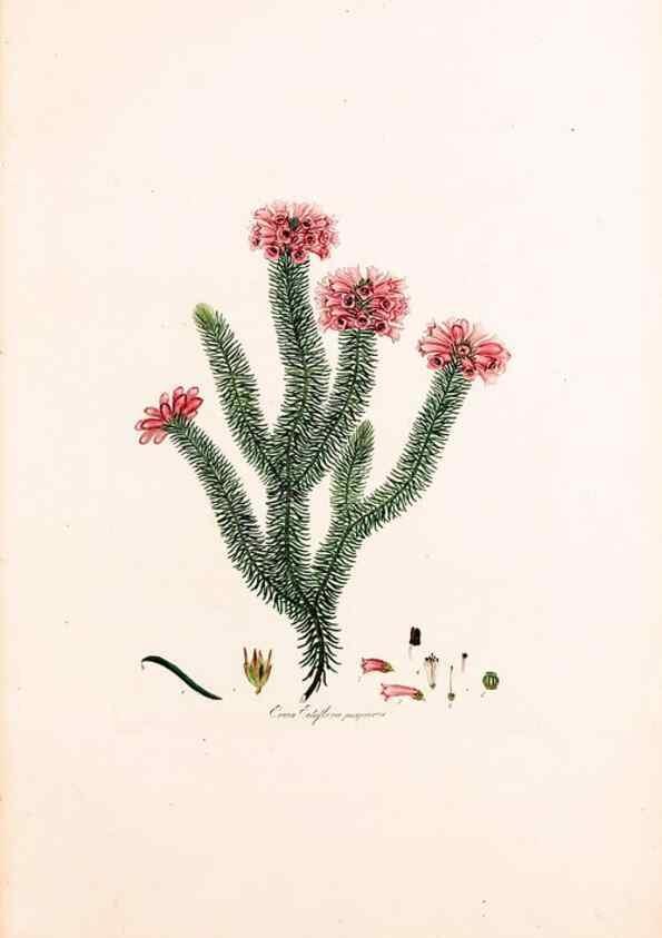 Reproducción/Reproduction 49157594086: Coloured engravings of heaths :. London :Published by the Author. Printed by T. Bensley,1802-09 [1830?]. 