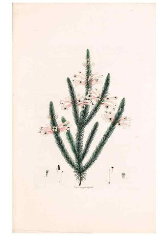 Reproducción/Reproduction 49157105173: Coloured engravings of heaths :. London :Published by the Author. Printed by T. Bensley,1802-09 [1830?]. 