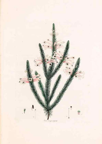 Reproducción/Reproduction 49157105173: Coloured engravings of heaths :. London :Published by the Author. Printed by T. Bensley,1802-09 [1830?]. 