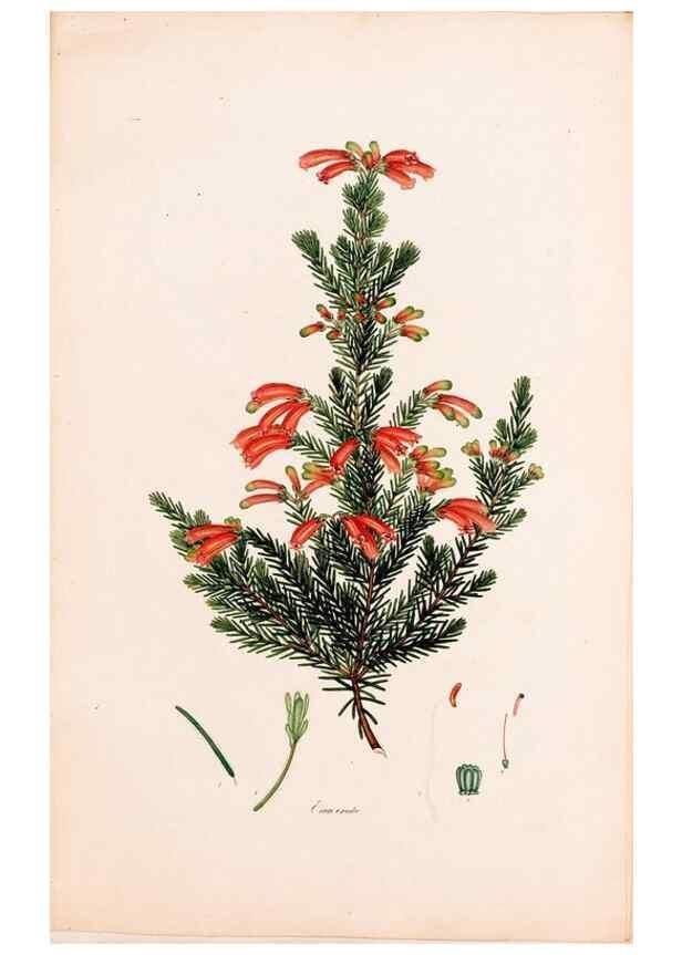 Reproducción/Reproduction 49157594736: Coloured engravings of heaths :. London :Published by the Author. Printed by T. Bensley,1802-09 [1830?]. 