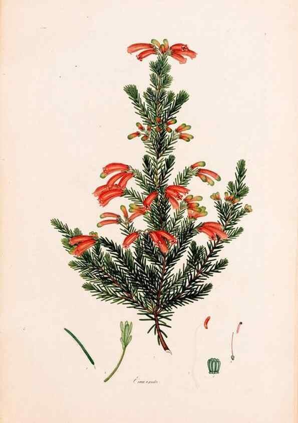 Reproducción/Reproduction 49157594736: Coloured engravings of heaths :. London :Published by the Author. Printed by T. Bensley,1802-09 [1830?]. 