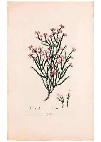 Reproducción/Reproduction 49157595041: Coloured engravings of heaths :. London :Published by the Author. Printed by T. Bensley,1802-09 [1830?]. 