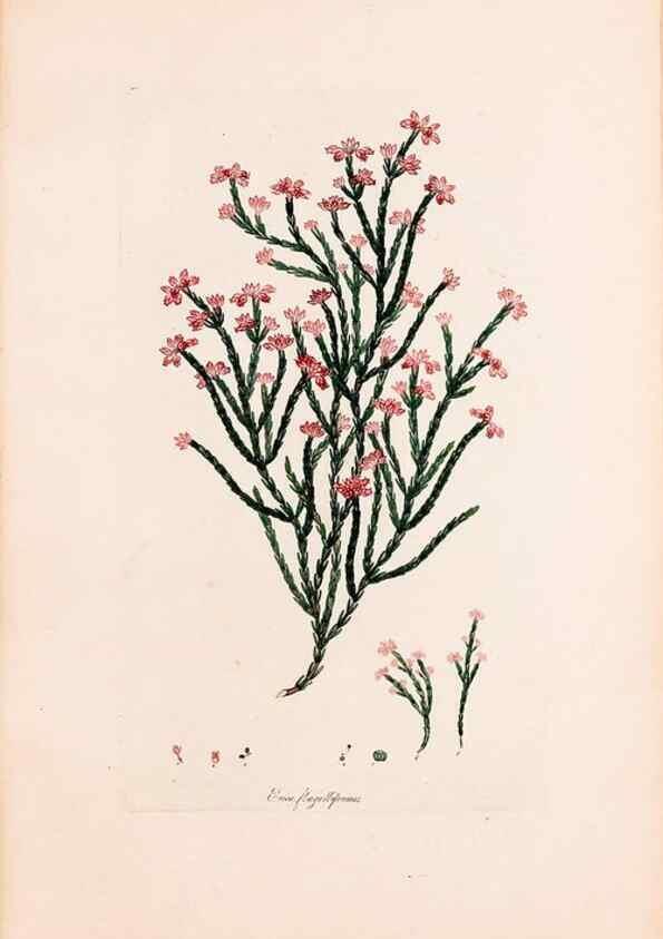 Reproducción/Reproduction 49157595041: Coloured engravings of heaths :. London :Published by the Author. Printed by T. Bensley,1802-09 [1830?]. 
