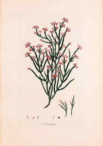 Reproducción/Reproduction 49157595041: Coloured engravings of heaths :. London :Published by the Author. Printed by T. Bensley,1802-09 [1830?]. 