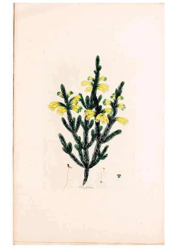 Reproducción/Reproduction 49157595331: Coloured engravings of heaths :. London :Published by the Author. Printed by T. Bensley,1802-09 [1830?]. 