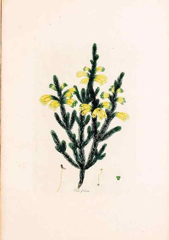 Reproducción/Reproduction 49157595331: Coloured engravings of heaths :. London :Published by the Author. Printed by T. Bensley,1802-09 [1830?]. 