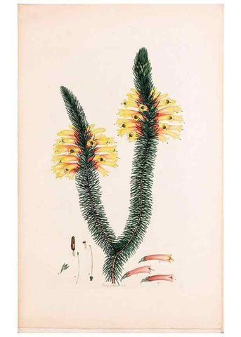 Reproducción/Reproduction 49157815702: Coloured engravings of heaths :. London :Published by the Author. Printed by T. Bensley,1802-09 [1830?]. 