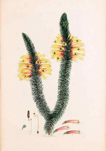 Reproducción/Reproduction 49157815702: Coloured engravings of heaths :. London :Published by the Author. Printed by T. Bensley,1802-09 [1830?]. 