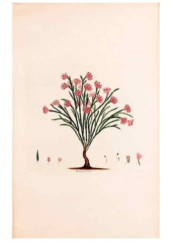 Reproducción/Reproduction 49157816012: Coloured engravings of heaths :. London :Published by the Author. Printed by T. Bensley,1802-09 [1830?]. 
