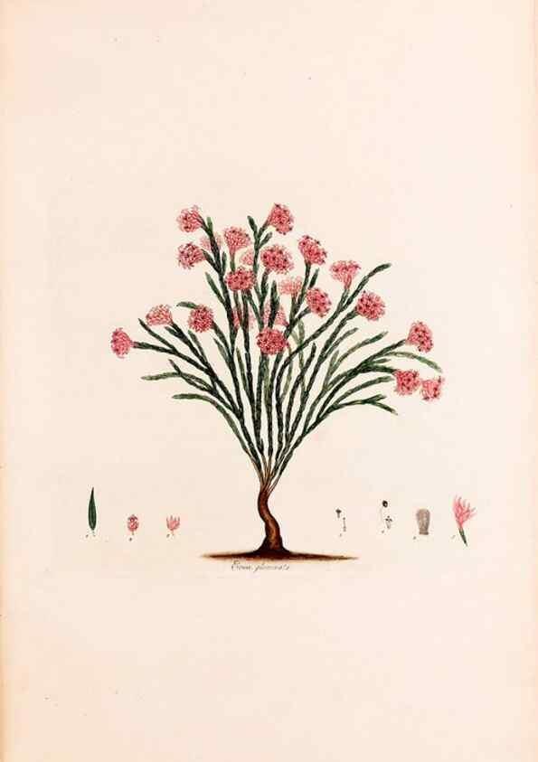 Reproducción/Reproduction 49157816012: Coloured engravings of heaths :. London :Published by the Author. Printed by T. Bensley,1802-09 [1830?]. 