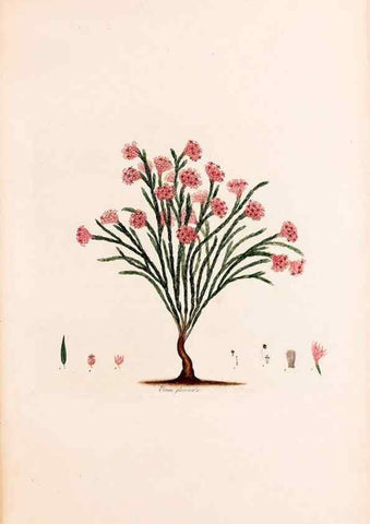 Reproducción/Reproduction 49157816012: Coloured engravings of heaths :. London :Published by the Author. Printed by T. Bensley,1802-09 [1830?]. 