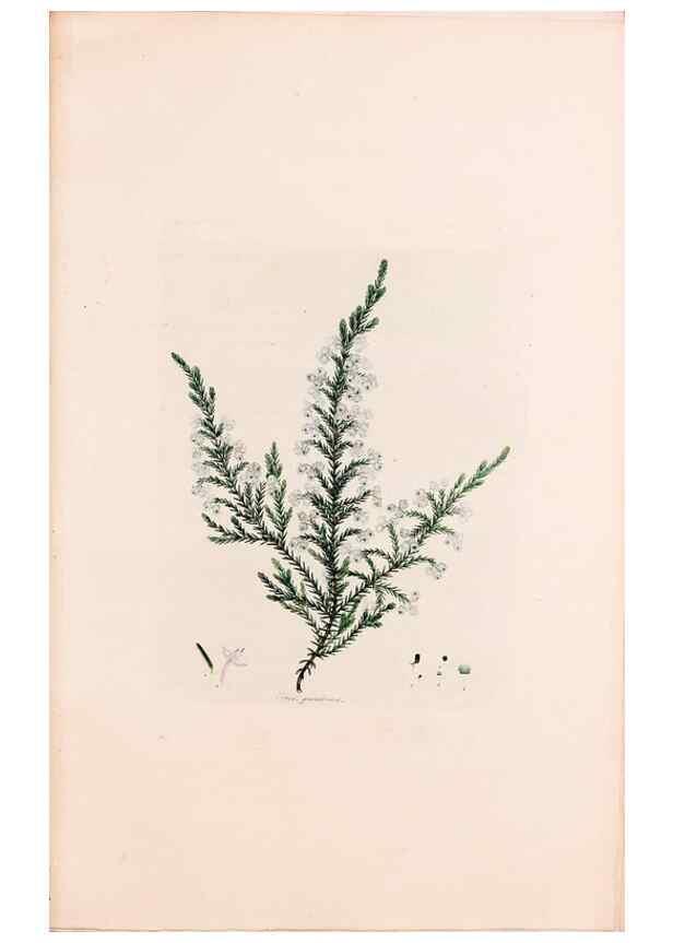 Reproducción/Reproduction 49157596186: Coloured engravings of heaths :. London :Published by the Author. Printed by T. Bensley,1802-09 [1830?]. 