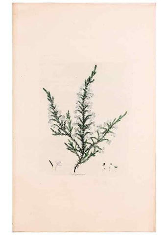 Reproducción/Reproduction 49157596186: Coloured engravings of heaths :. London :Published by the Author. Printed by T. Bensley,1802-09 [1830?]. 