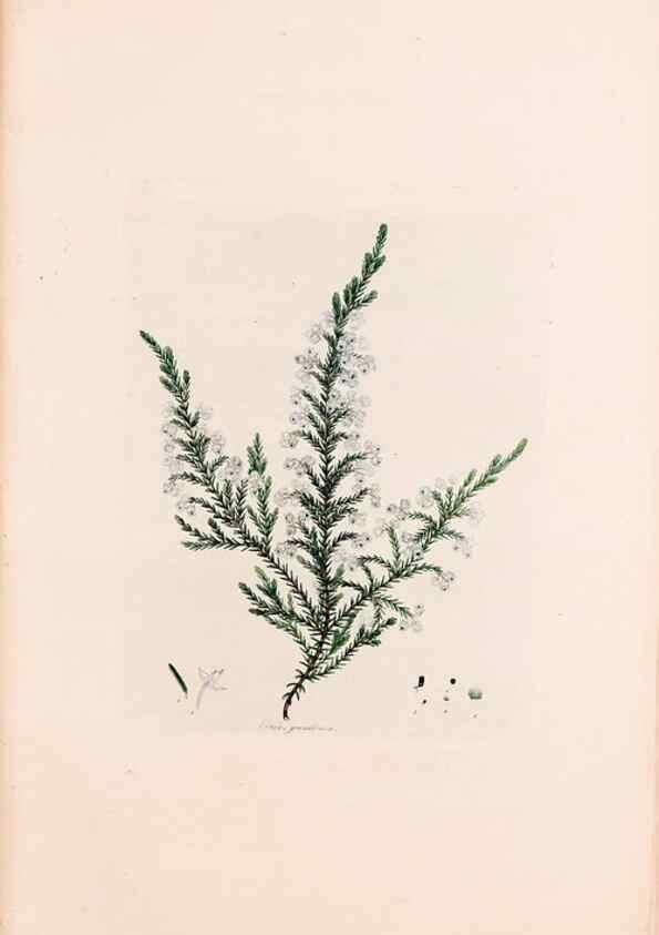 Reproducción/Reproduction 49157596186: Coloured engravings of heaths :. London :Published by the Author. Printed by T. Bensley,1802-09 [1830?]. 