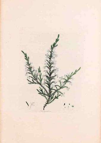 Reproducción/Reproduction 49157596186: Coloured engravings of heaths :. London :Published by the Author. Printed by T. Bensley,1802-09 [1830?]. 