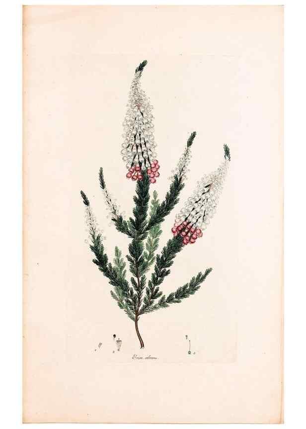 Reproducción/Reproduction 49157811767: Coloured engravings of heaths :. London :Published by the Author. Printed by T. Bensley,1802-09 [1830?]. 