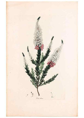Reproducción/Reproduction 49157811767: Coloured engravings of heaths :. London :Published by the Author. Printed by T. Bensley,1802-09 [1830?]. 