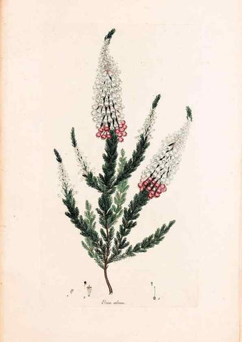 Reproducción/Reproduction 49157811767: Coloured engravings of heaths :. London :Published by the Author. Printed by T. Bensley,1802-09 [1830?]. 
