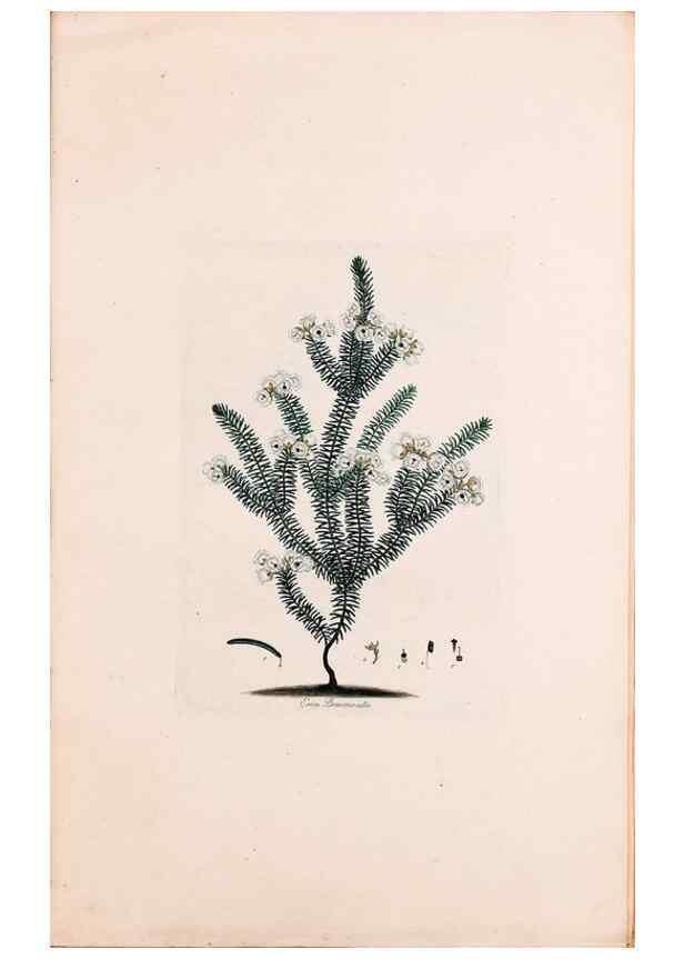 Reproducción/Reproduction 49157811547: Coloured engravings of heaths :. London :Published by the Author. Printed by T. Bensley,1802-09 [1830?]. 