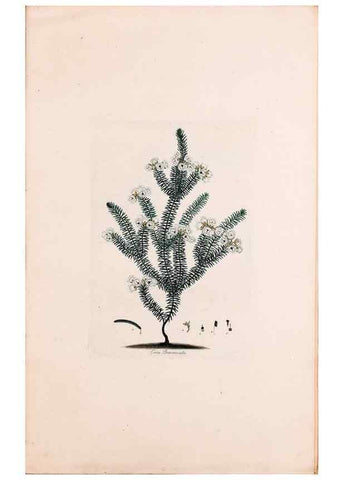 Reproducción/Reproduction 49157811547: Coloured engravings of heaths :. London :Published by the Author. Printed by T. Bensley,1802-09 [1830?]. 