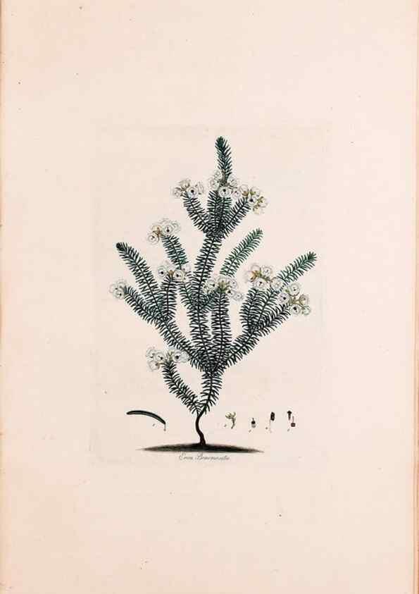 Reproducción/Reproduction 49157811547: Coloured engravings of heaths :. London :Published by the Author. Printed by T. Bensley,1802-09 [1830?]. 