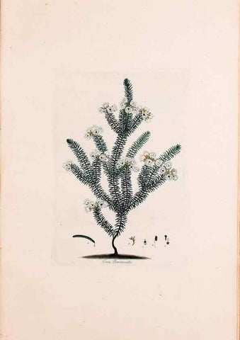 Reproducción/Reproduction 49157811547: Coloured engravings of heaths :. London :Published by the Author. Printed by T. Bensley,1802-09 [1830?]. 