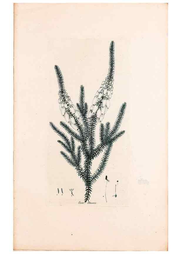 Reproducción/Reproduction 49157811312: Coloured engravings of heaths :. London :Published by the Author. Printed by T. Bensley,1802-09 [1830?]. 