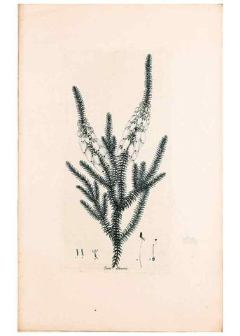 Reproducción/Reproduction 49157811312: Coloured engravings of heaths :. London :Published by the Author. Printed by T. Bensley,1802-09 [1830?]. 