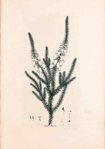Reproducción/Reproduction 49157811312: Coloured engravings of heaths :. London :Published by the Author. Printed by T. Bensley,1802-09 [1830?]. 