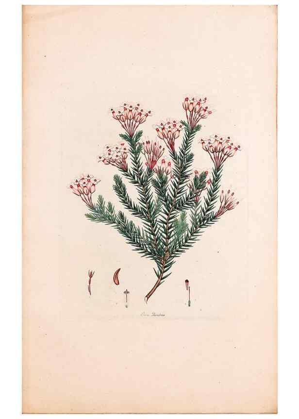 Reproducción/Reproduction 49157810987: Coloured engravings of heaths :. London :Published by the Author. Printed by T. Bensley,1802-09 [1830?]. 