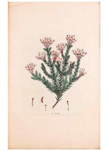 Reproducción/Reproduction 49157810987: Coloured engravings of heaths :. London :Published by the Author. Printed by T. Bensley,1802-09 [1830?]. 