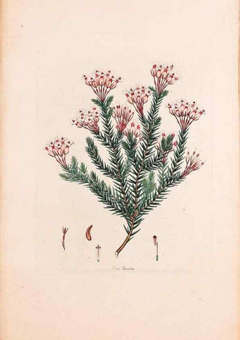 Reproducción/Reproduction 49157810987: Coloured engravings of heaths :. London :Published by the Author. Printed by T. Bensley,1802-09 [1830?]. 