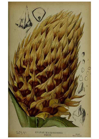 Reproducción/Reproduction 49133786696: Belgique horticole.. Liége.. 
