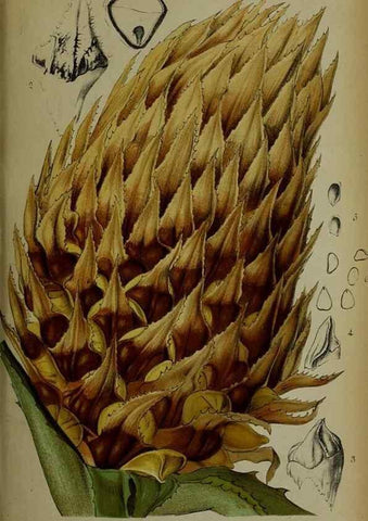 Reproducción/Reproduction 49133786696: Belgique horticole.. Liége.. 