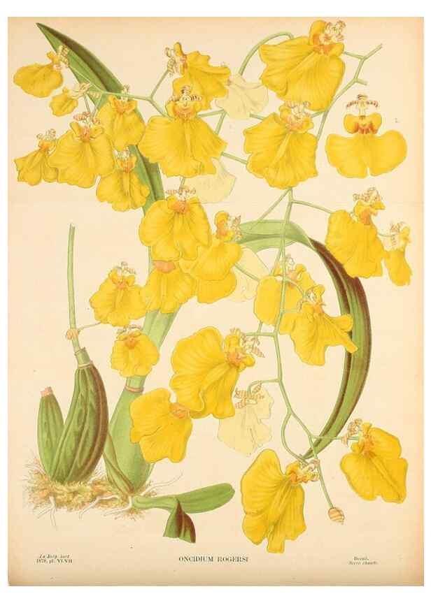 Reproducción/Reproduction 49133297148: Belgique horticole.. Liége.. 