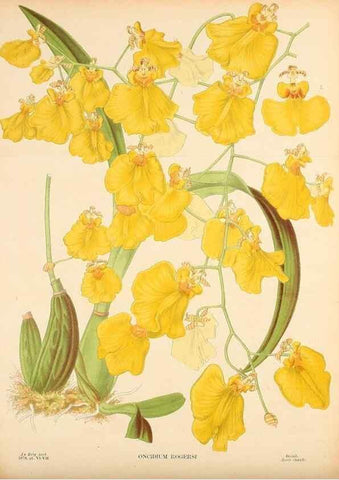 Reproducción/Reproduction 49133297148: Belgique horticole.. Liége.. 