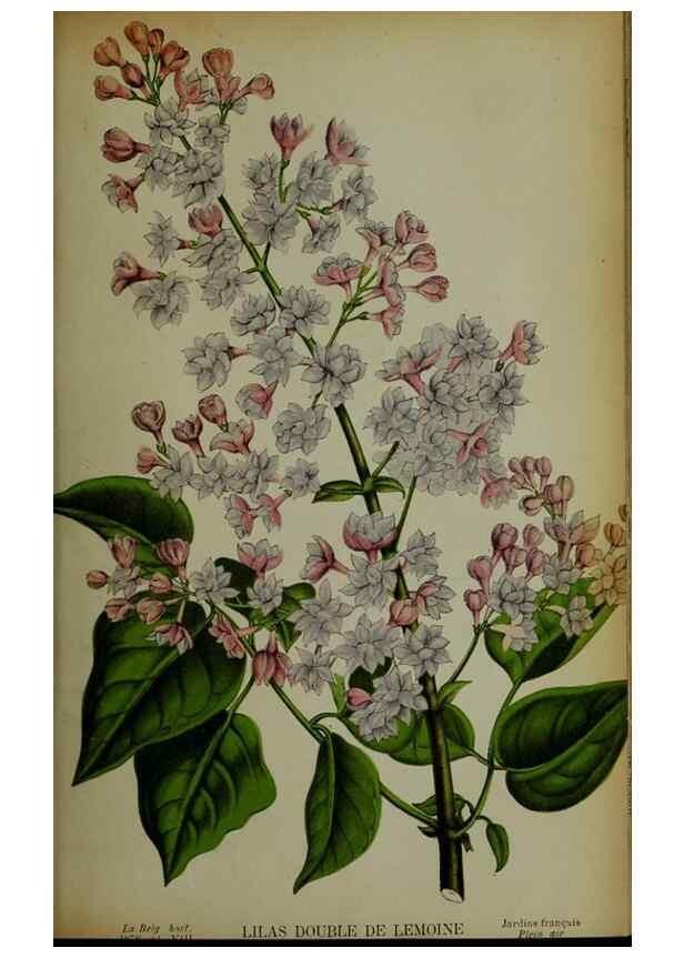 Reproducción/Reproduction 49133787371: Belgique horticole.. Liége.. 
