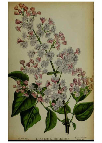 Reproducción/Reproduction 49133787371: Belgique horticole.. Liége.. 