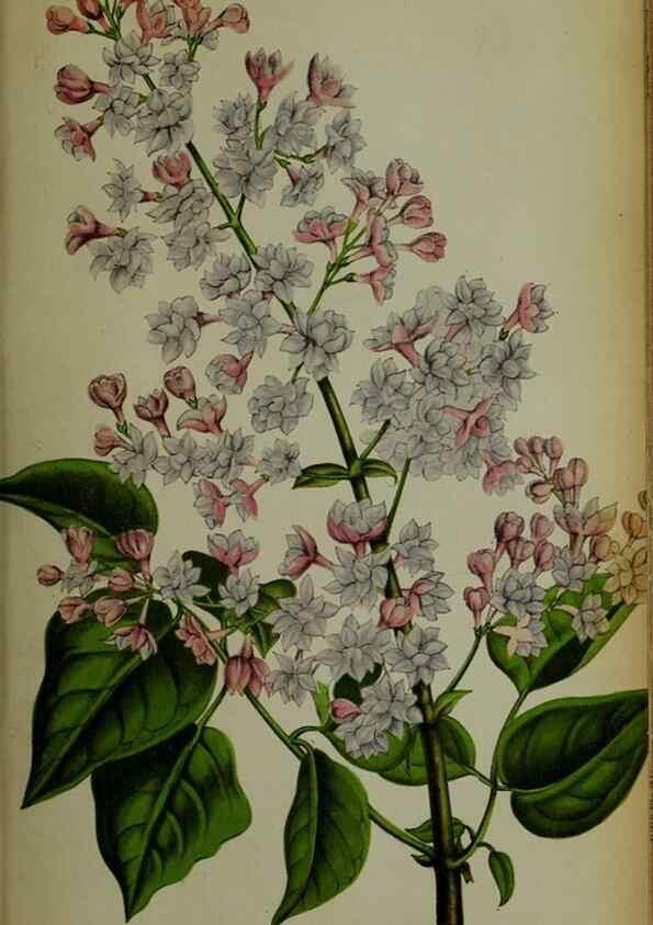 Reproducción/Reproduction 49133787371: Belgique horticole.. Liége.. 