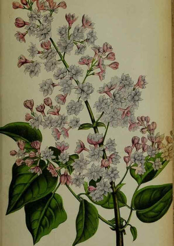 Reproducción/Reproduction 49133787371: Belgique horticole.. Liége.. 