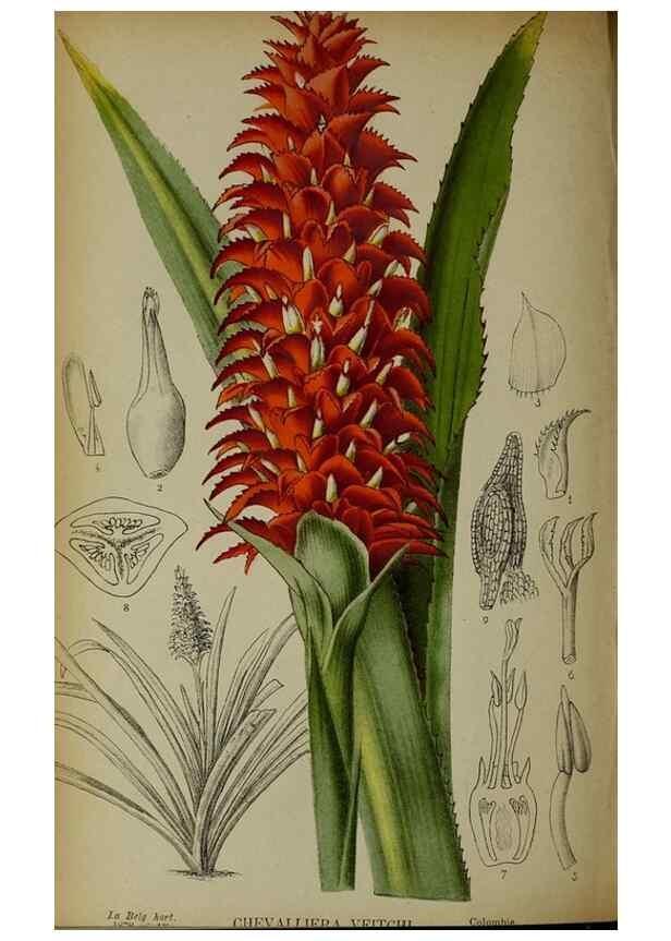 Reproducción/Reproduction 49133787806: Belgique horticole.. Liége.. 